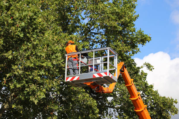 How Our Tree Care Process Works  in  Waterloo, IA